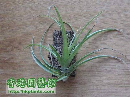 Tillandsia multiflora 幕蒂佛拉.jpg