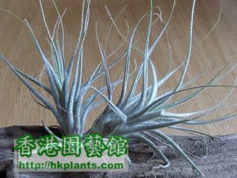 Tillandsia ehlersiana \\'Rauh\\' 河豚.jpg