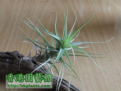 Tillandsia bergeri 貝姬.jpg