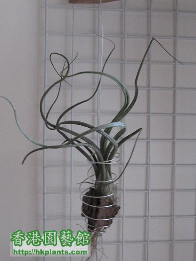 Tillandsia pseudobaileyi 大天堂.jpg