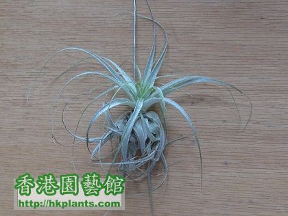 Tillandsia gardneri 薄紗.jpg