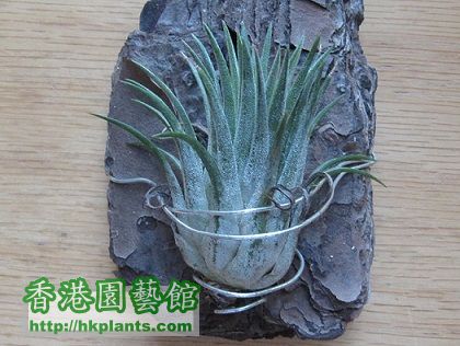 Tillandsia ionantha 小精靈.jpg