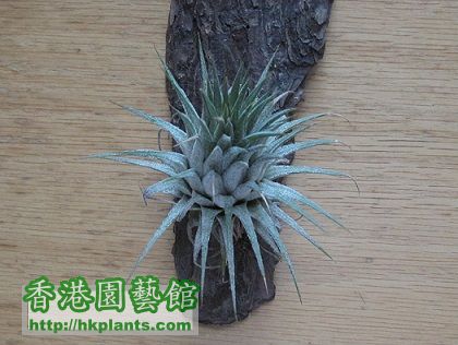 Tillandsia ionantha fuego 小精靈.jpg