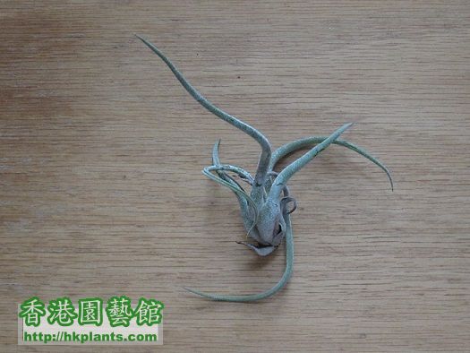 Tillandsia caput-medusae 女王頭.jpg