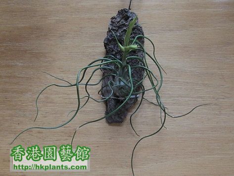 Tillandsia bulbosa 章魚.jpg