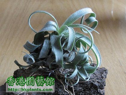 Tillandsia streptophylla 電捲燙.jpg