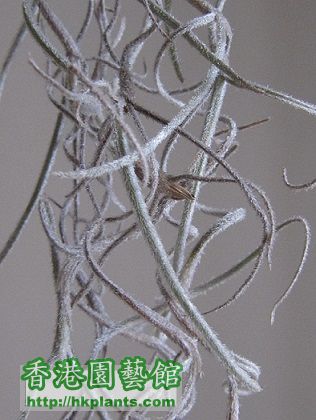 Tillandsia usneoides \\'El Mejor\\' 松蘿.jpg