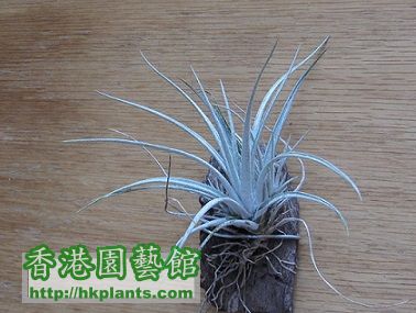 Tillandsia karwinskyana 科维斯.jpg