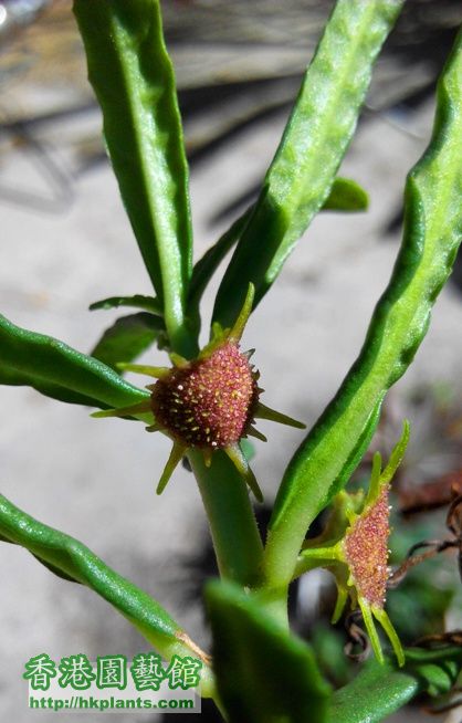 Dorstenia Hildebrandtii