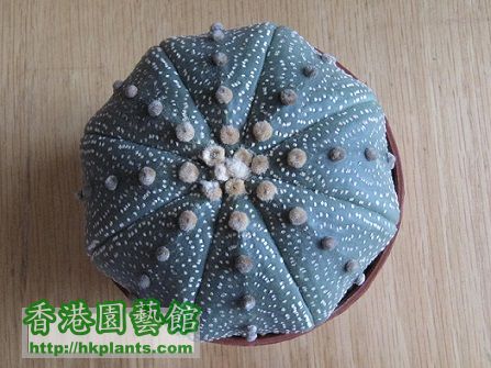 Astrophytum asterias 星兜.jpg