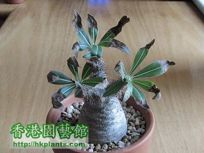 Pachypodium rosulatum 象牙宫 (大).jpg