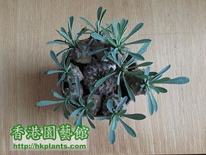 Euphorbia sp. 峨嵋山.jpg