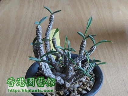 Euphorbia cylindrifolia 筒葉麒麟.jpg