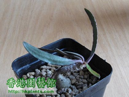 Euphorbia francoisii 彩葉大戟.jpg