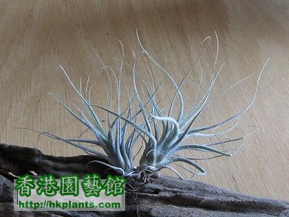 Tillandsia ehlersiana \\'Rauh\\' 河豚.jpg