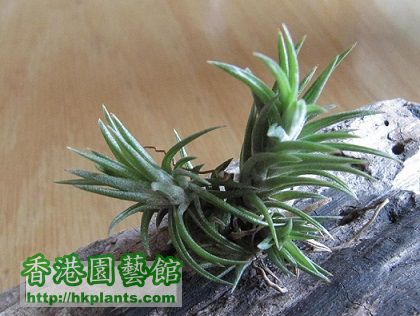 Tillandsia neglecta 日本第一.jpg