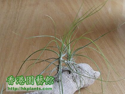 Tillandsia schiedeana Minor 琥珀.jpg