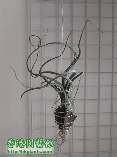 Tillandsia pseudobaileyi 大天堂.jpg