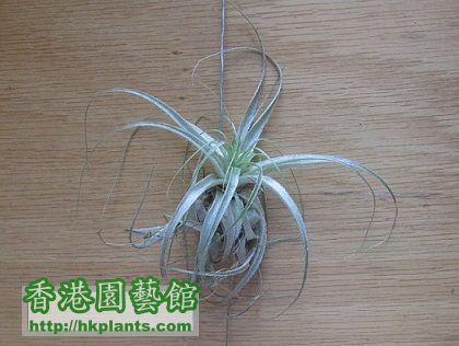 Tillandsia gardneri 薄紗.jpg