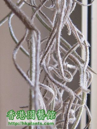 Tillandsia usneoides \\'El Mejor\\' 松蘿.jpg