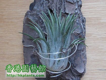 Tillandsia ionantha 小精靈.jpg