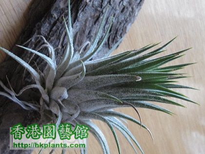 Tillandsia ionantha fuego 小精靈.jpg