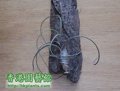 Tillandsia butzii 虎斑.jpg