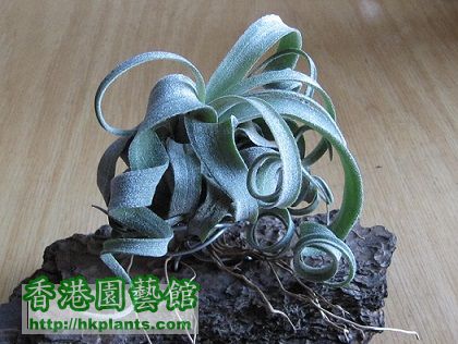 Tillandsia streptophylla 電捲燙.jpg