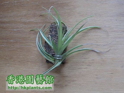 Tillandsia multiflora 幕蒂佛拉.jpg