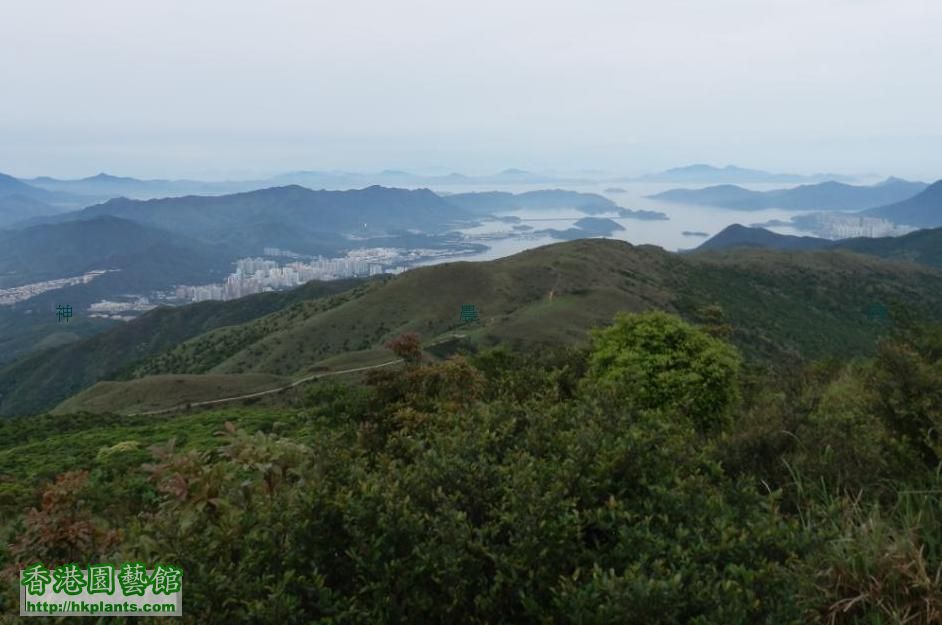 終於上到傳說中 0既香港第  一高峰「大帽山」