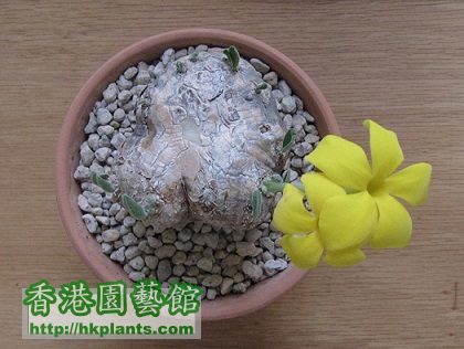 Pachypodium brevicaule 惠比須笑 (薑).jpg