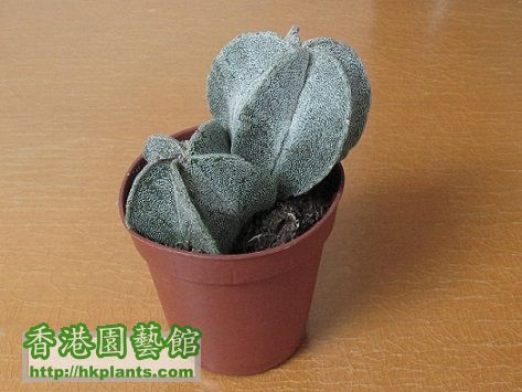 Astrophytum myriostigma cv. 鸞鳳玉 a.JPG