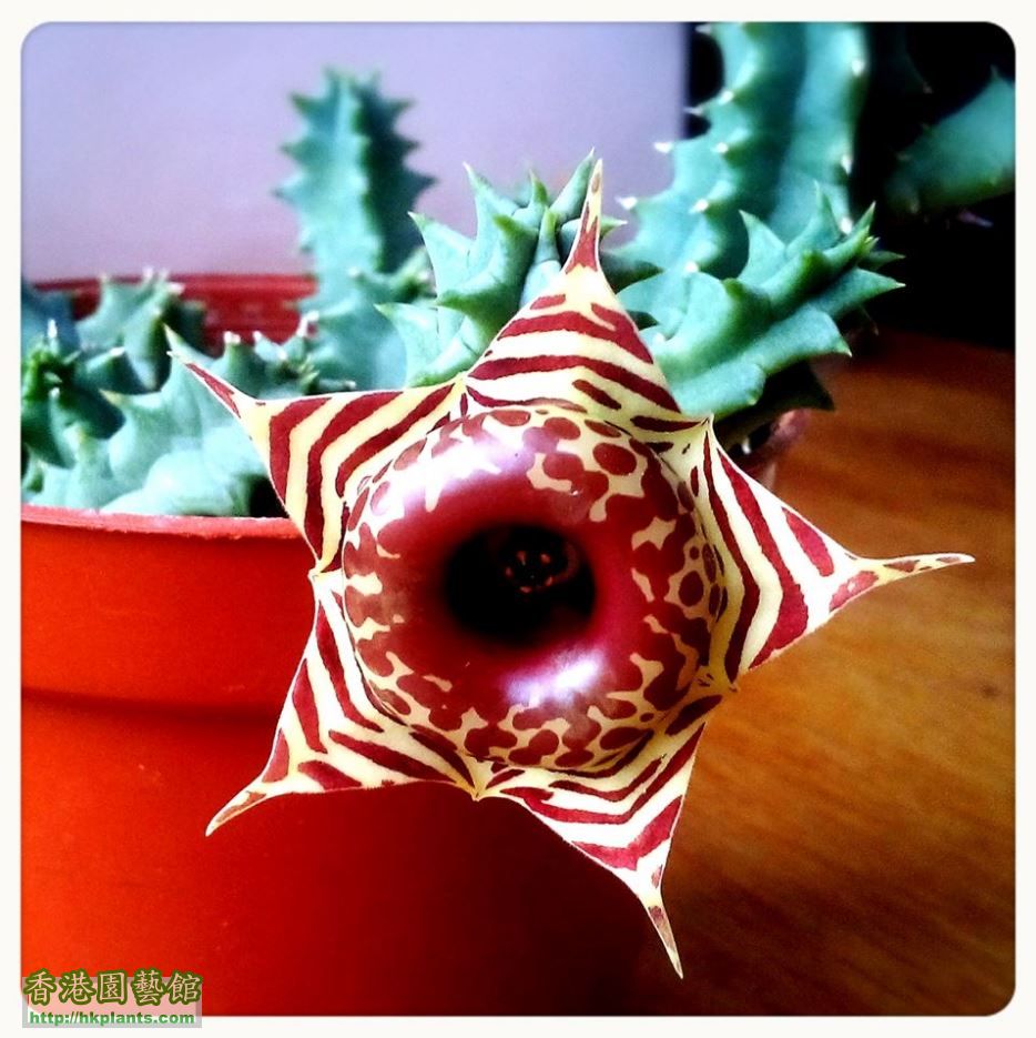 stapelia.JPG