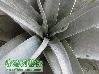 Tillandsia xerographica 霸王.jpg