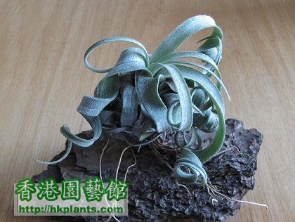 Tillandsia streptophylla 電捲燙.jpg