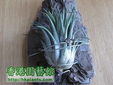 Tillandsia ionantha 小精靈.jpg