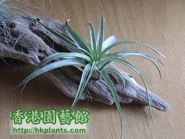 Tillandsia brachycaulos 貝可利.jpg