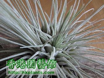 Tillandsia fuchsii 白毛毛.jpg