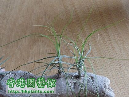 Tillandsia schiedeana Minor 琥珀.jpg