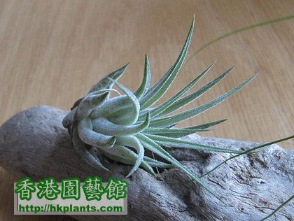 Tillandsia circinnatoides 象牙玉墜子.jpg