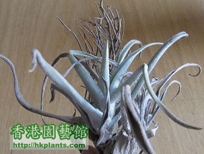 Tillandsia harrisii 哈裡斯.jpg