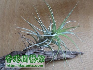 Tillandsia bergeri 貝姬.jpg