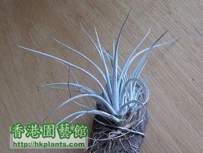 Tillandsia karwinskyana 科维斯.jpg