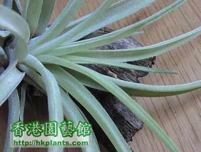 Tillandsia velutina 天鵝絨.jpg