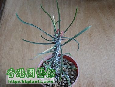 Euphorbia 大戟.jpg