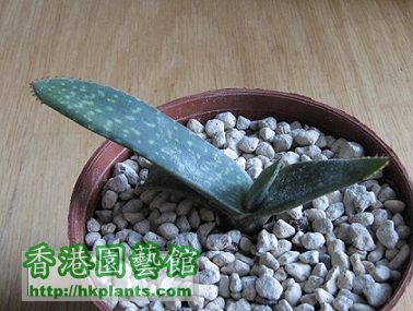 Gasteriea armstrongii 卧牛 1.jpg