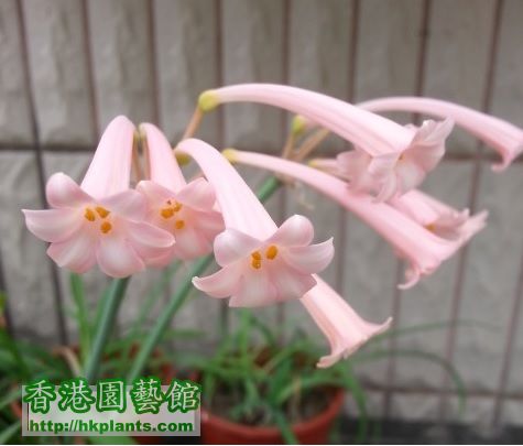 Cyrtanthus mackenii 'himalayan pink'