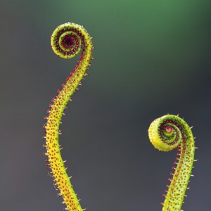 Drosophyllum.jpg