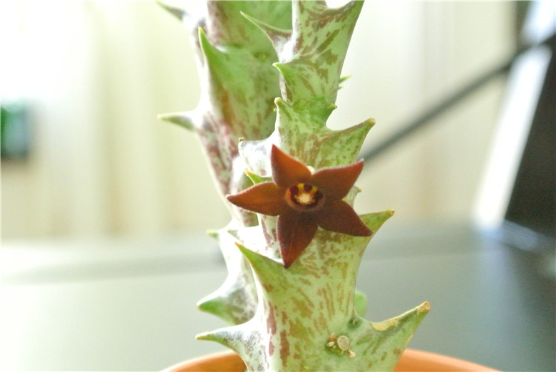 2014-10-07 Caralluma hesperidum 蘿藦科 紫龍角 (1).jpg