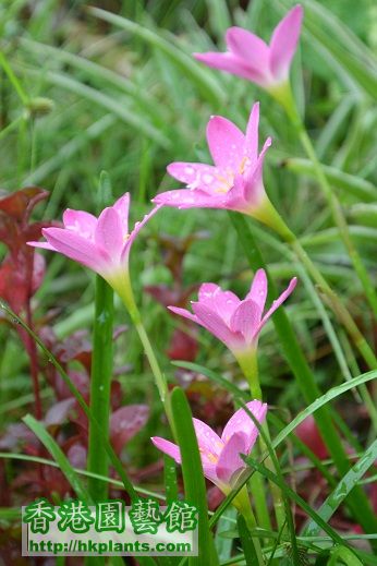 Zephyranthes Rosea